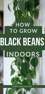 Commonly grown peas include english peas, snow or sugar peas, and sugar snap peas. Pin On Modern Homesteading