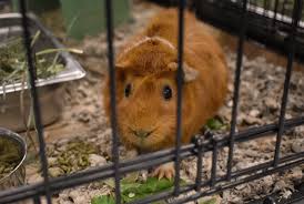 Ohs Receives More Than 250 Guinea Pigs Oregon Humane Society