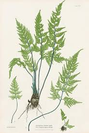 Image result for Asplenium adiantum-nigrum