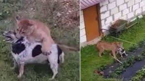 Evden Kacan Puma Girdigi Bahcedeki Kopegi Ensesinden Yakaladi Bahce Hayvan Puma