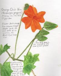 Image result for Thunbergia gregorii