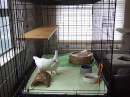 How To Choose A Cage For Pigeons Or Doves Pigeon Cage Pet Pigeon Pigeon
