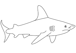 Great White Wild Sea Shark Drawing Easy Steps For Kids Shark Drawing Easy Shark Drawing Shark Coloring Pages