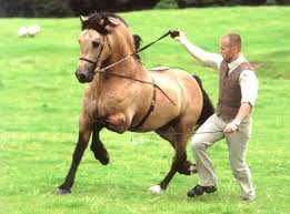 For Sale Ballynacoy Welsh Cobs Welsh Cob Miniature Horse Welsh