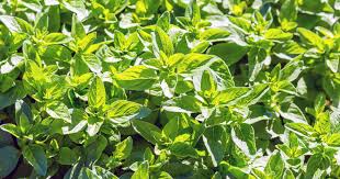 Oregano öl hat sich in den letzten jahren als wahres allroundmittel gegen keime erwiesen und hat somit nicht nur eine antivirale, sondern auch danach kann wieder mit einer kur begonnen werden. Oregano Ol Anwendungsgebiete Und Wirkung Focus De