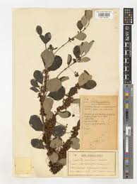 Image result for Cuscuta hyalina