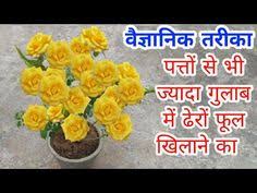 30 द न म न ब क प ध पर फल प न क ट प स क र ट उप य Best Fertilizer For Lemon Tree Youtube Lemon Plant Plant Pot Decoration Plants