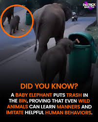 A baby elephant was caught in a heartwarming act of street-cleaning, gently tossing roadside trash into a bin like a tiny pachyderm with impeccable manners. 🐘 Watching this little one take such