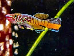 Image result for Xyris peteri