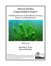 Image result for Lagarosiphon major