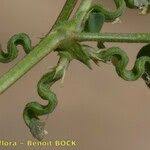 Image result for Trigonella anguina