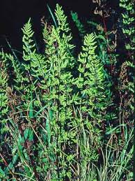 Image result for Cheilanthes similis