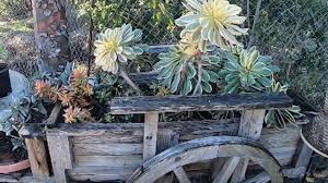 Rare and interesting cactus varieties from a japanese cactus collectors nursery want to buy quality cactus plants at best price (plant maina) r k nursery is the destination. City Farmers Nursery Garden San Diego California Tour Succulents Bonsai Rare Plants Shopwithme Youtube