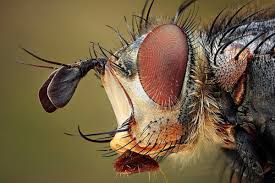 Macro Photography By Dusan Beno
