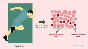 Difference Between Fast Twitch And Slow Twitch Muscle Fibers