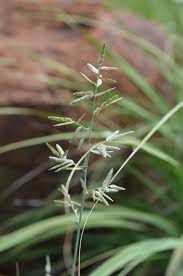 Image result for Kyphocarpa angustifolia