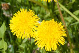 We did not find results for: Choose The Most Beautiful Golden Flower To Brighten Up Your Garden Floraqueen