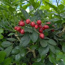 Image result for Murraya