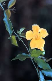 Image result for Dolichandra unguis-cati