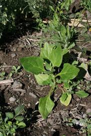 Image result for Tetragonia spicata