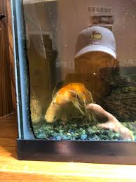Your fish on the other hand, must swim in it. Today My Fish Died After 7 Years His Friend Hasn T Left His Side All Morning Despite What You Are Friendships Are Extremely Important Pics