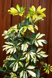 Plunking a fingertip into the soil can confirm how much moisture remains. Trimming Schefflera Houseplants How To Prune A Schefflera Plant