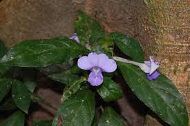 Image result for Barleria setosa