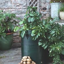 I have an old rabbit hutch and was wondering if this would be suitable to grow in?? Seed Potatoes Patio Potato Growing Kit Suttons