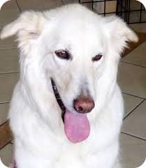 The first place to research when learning about your australian shepherd great pyrenees mix puppy is in each parent dog breed's history. Sedona Az Great Pyrenees Meet Abby A Faithful Friend A Pet For Adoption