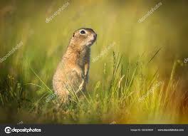 Image result for Cynomys gunnisoni obrázek