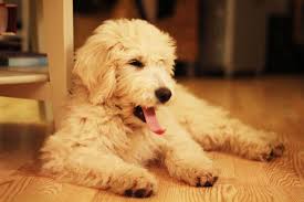 For us, it's about the entire experience from start to finish. Pin On Goldendoodles