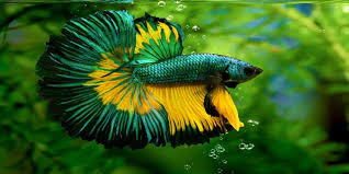 Karena kali ini membahas ikan hias kecil untuk akuarium kecil atau aquarium mini jadi saya akan memberikan list ikan hias yang berukuran kecil kecil saja ya. 5 Jenis Ikan Hias Ini Cocok Untuk Akuarium Kecil Gak Kalah Menarik Lho