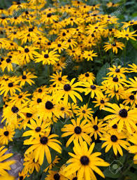 Gestalten sie mit diesen tipps ihren ganz individuellen weißen garten! Gelbe Blume Garten Lizenzfreie Fotos Bilder Und Stock Fotografie Image 50335754