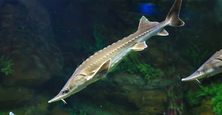 Lake Sturgeon Animal Facts - Acipenser fulvescens - A-Z Animals