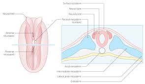 Primitive segments) are divisions of the body of an animal or embryo. Embryogenesis Knowledge Amboss