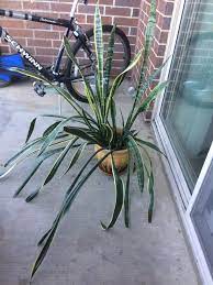 What Causes Mother In Laws Tongue Leaves To Fall Gardening Garden Diy Home Flowers Roses Nature L Snake Plant Mother In Law Tongue Mother In Law Plant
