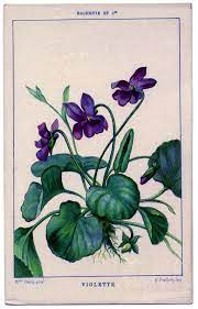 French Violets Botanical Drawings Botanical Illustration Botanical Art