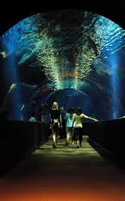 The Shark Tunnel At Oklahoma Aquarium Jenks Ok Oklahoma Aquarium Oklahoma Travel Oklahoma