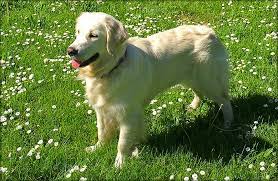 Golden Retriever Puppies Corvallis Or White Fire Golden Retrievers