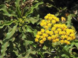 Image result for Psiadia punctulata