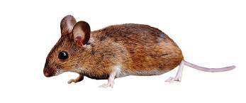 Brown Mouse Standing Png Image Animals Png Images Png