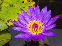Pin By Cecelia Quintana On Flowers Water Lily Tattoos Birth Month Flowers Birth Flowers