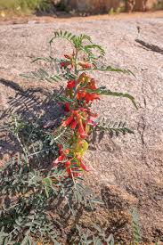 Image result for Lessertia pauciflora