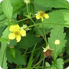 Creeping avens plants are relatively drought tolerant and don't require a lot of moisture. Wood Avens Geum Urbanum Plug Plants Cumbria Wildflowers