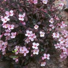 Image result for Arabis