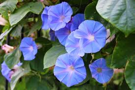 Image result for Ipomoea tricolor