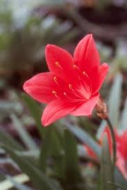 Image result for Cyrtanthus