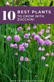 The zucchini was unevenly cooked but that was because i was in a hurry and quickly chopped the zucchini into uneven pieces. Zucchini Companion Plants Companion Planting Zucchini Companion Planting Zucchini Plants