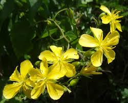 Image result for Eriolaena rulkensii