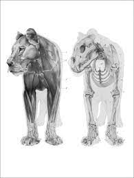 She is lighter, quicker and faster than the male. Anatomy Of The Lioness Ii Posters And Prints Posterlounge Com
